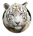 Adult